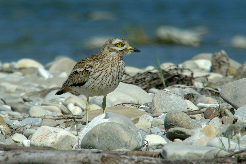 Occhione in Digiscoping